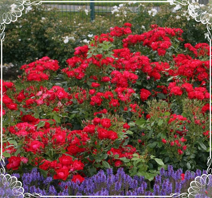 Black Forest Rose róże rabatowe